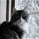 cattisa